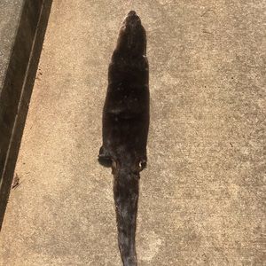 TN River Otter